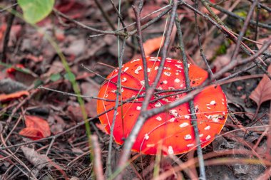 Doğanın ortasında yeşil ve kahverengi çimlerle çevrili beyaz gövdeli kırmızı, turuncu mantar. Mantar sonbahar manzarası. Yüksek kalite fotoğraf