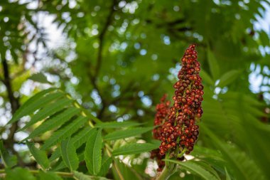 Sumac ağacı rengi, yeşil yapraklar, yakın çekim. Yüksek kalite fotoğraf
