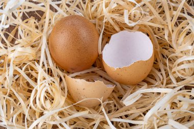 Kırık yumurta. Yumurta kabuğu. Kırık tavuk yumurtası. Yüksek kalite fotoğraf