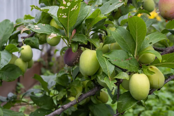 green plums grow on a tree, crop close-up. High quality photo