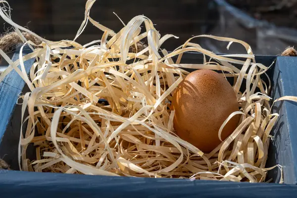 One chicken egg in a wooden box with a nest. Close-up of a homemade chicken egg. Brown egg. High quality photo