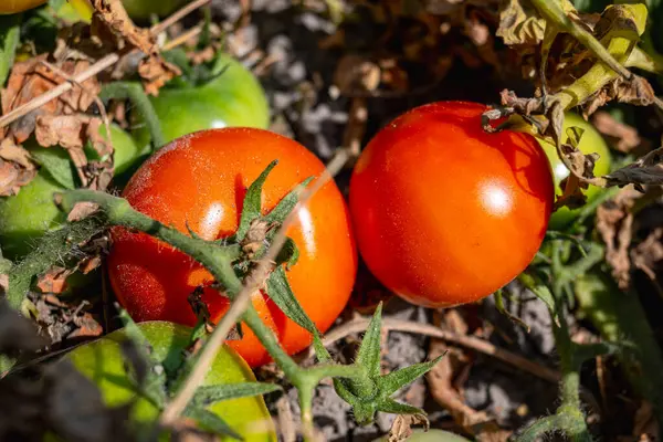 Harvest of red tomatoes. Red tomato. Branch of ripe tomatoes close-up. Unpicked tomatoes. High quality photo