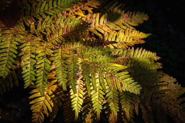 Colorful fern leaf with falling warm rays of light. Dry Autumn Ferntwisty and dry ferns in the fall. High quality photo