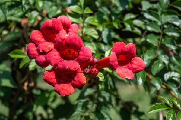 stock image Red begnonia flowers close up. Against the background of blurred leaves of a flower. High quality photo