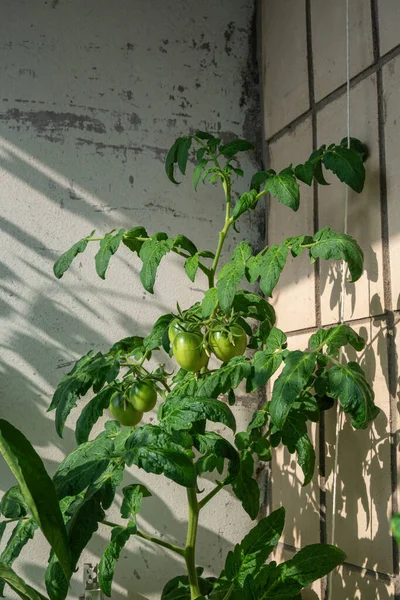 Branch of green tomatoes grown on the balcony in the apartment. High quality photo