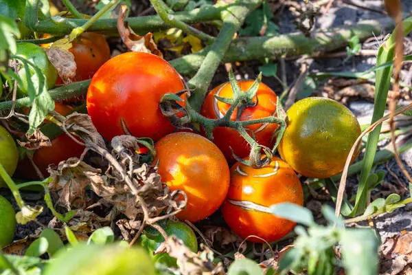 Harvest of red tomatoes. Red tomato. Ripe tomatoes close up. Unpicked tomatoes. High quality photo