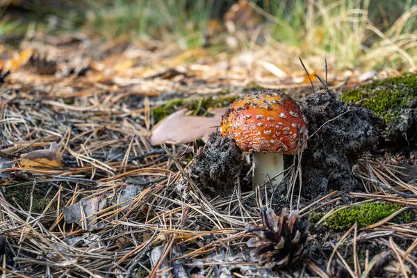Mushrooms Autumn landscape. Red fly agaric poisonous mushroom growing in a forest, close up. High quality photo