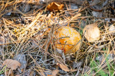 Amanita muscaria. Ormanda yetişen kızıl sineksi zehirli mantarlar. Yaklaş. - Evet. Yüksek kalite fotoğraf