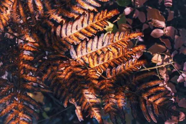 End of life cycle. Dry Autumn Ferntwisty and dry ferns in the fall. Colorful fern leaf. High quality photo