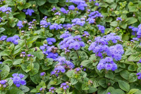 stock image Many blue ageratum flowers, green foliage, closeup. High quality photo