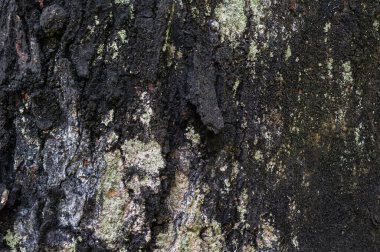 Küfün büyüdüğü bir ağacın yanık kabuğunun dokusu. Yüksek kalite fotoğraf