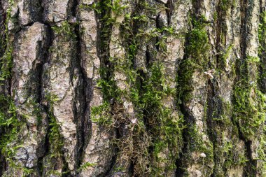 Ağaç kabuğunun dokusu yosunlara yakın. Yüksek kalite fotoğraf