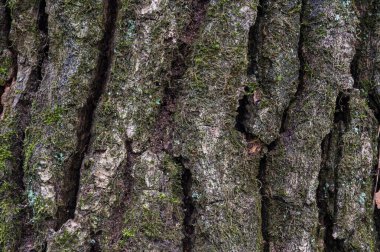 Üzerinde biraz yosun yetişen bir meşe ağacının kabuğunun dokusu. Yüksek kalite fotoğraf