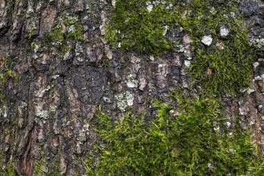 Yeşil yosunların yetiştiği bir ağacın kabuğunun dokusu. Yüksek kalite fotoğraf