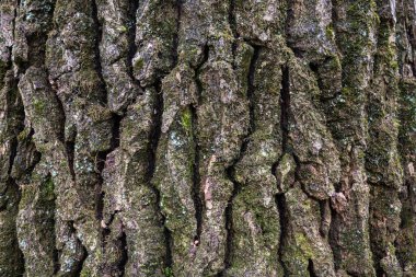 Yeşil yosunların biraz büyüdüğü bir ağacın kabuğunun dokusu. Yüksek kalite fotoğraf