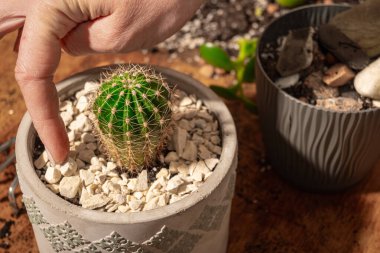 Tahta masadaki küçük dikenli kaktüs. Yeni nakledilmiş bir kaktüs, yeni bir tencerede. Evdeki santralleri yenilemek. Yüksek kalite fotoğraf