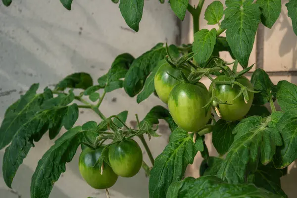 Branch of green tomatoes grown on the balcony in the apartment close-up. High quality photo