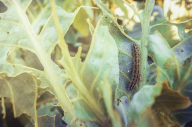 Bir tırtıl lahana yaprağı yer. Hasarlı lahana yaprakları. Bahçedeki baş belası. Bozulmuş hasat. Sığ alan derinliği, tırtıla odaklan. Yüksek kalite fotoğraf