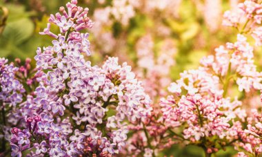 Mor, mis kokulu leylak. Güzel bir bahar arkaplanı. Ilık güneş ışığı. Yüksek kalite fotoğraf