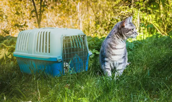 Doğada evcil hayvanları taşımak için kafesin yanında bir kedi. Ilık güneş ışığı. Evcil hayvanlar. Yüksek kalite fotoğraf