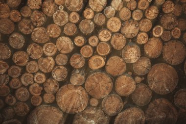 Eş merkezli büyüme halkaları olan bir sürü tahta kütük, kereste endüstrisi için doğal doku arka planı. Kuru ahşap malzeme. Telaffuz edilen güneş ışınları. Yüksek kalite fotoğraf
