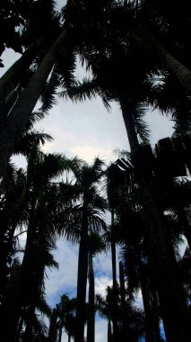 Güneşli havada palmiye ağaçları