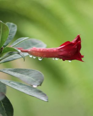 Japon frangipani çiçekleri sabah çiğ taneleriyle kaplıdır.