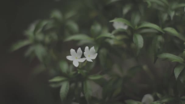 Bunga Latihan Putih Mekar Dengan Indah Dan Sedap Dipandang — Stockvideo