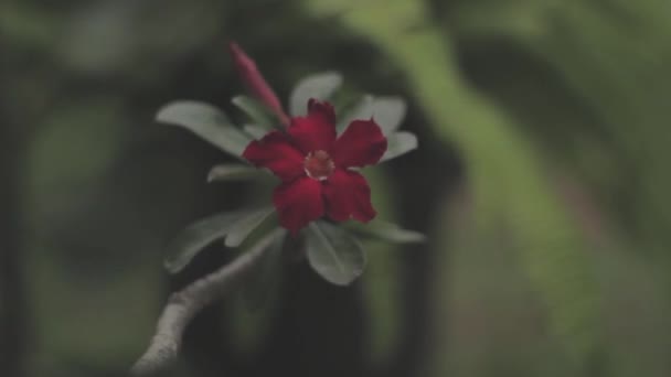 Kırmızı Güller Sabah Çiğ Tanelerinde Açar — Stok video