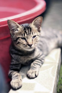 Kedi rahatladı, gözleri ağrıyordu.