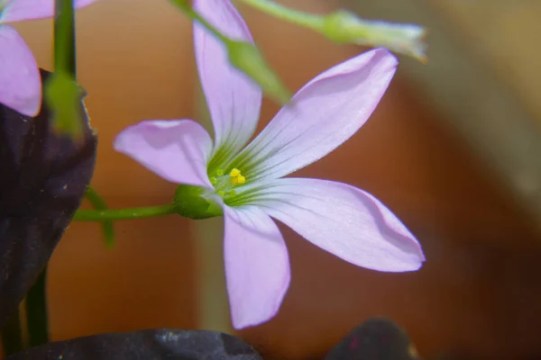 Zierschmetterlingspflanze Hängt Lila Schmetterlingsbaum — Stockfoto