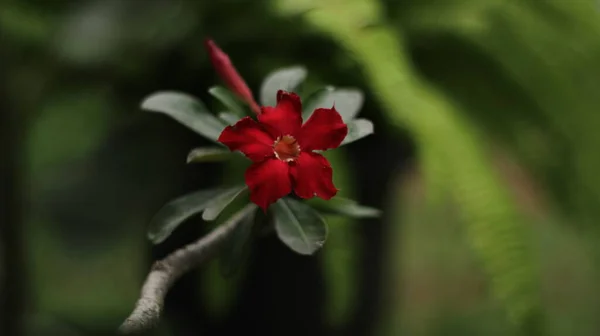 Bunga Mawar Mekarsangat Indah – stockfoto