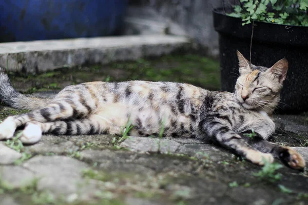 고양이는 긴장을 — 스톡 사진