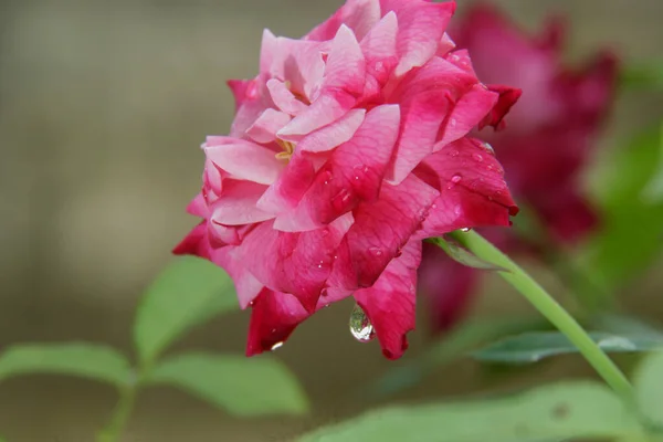 Rosas Rojas Florecen Manta Rocío Mañana Que Muy Hermoso Para —  Fotos de Stock