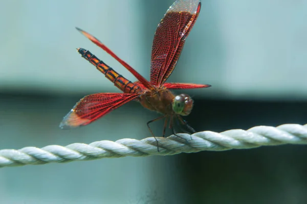 Красная Стрекоза Сидящая Бельевой Веревке — стоковое фото