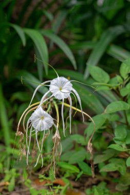 Hymenocallis koronaria, (İngilizce: Hymenocallis coronaria, İngilizce: Hymenocallis Nilüfer, sığ zambak veya örümcek zambağı olarak da bilinir), Hymenocallis familyasından bir bitki türü. Güneydoğu 'ya özgü.