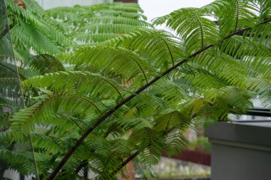 Cibotium menziesii, Hawaii 'de yetişen ve Hawaii adalarına özgü bir eğreltiotu türüdür. Adını İskoç doğa bilimci Archibald Menzies 'den almıştır..