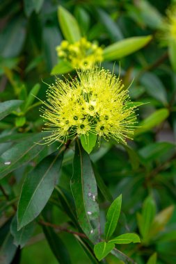 Xanthostemon, Myrtaceae familyasından bir çalı ve ağaç cinsidir. Bu cins ilk olarak Alman botanikçi Ferdinand von Mueller tarafından 1857 yılında tanımlanmıştır..