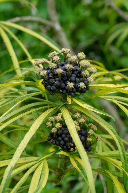 Asparagaceae Dracaena Cantleyi bu türün doğal çeşitliliği Malezya Yarımadası, Borneo 'dur. Bu bir çalılıktır ve öncelikle nemli tropikal biyomda yetişir..