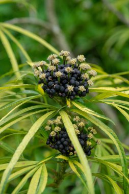 Asparagaceae Dracaena Cantleyi bu türün doğal çeşitliliği Malezya Yarımadası, Borneo 'dur. Bu bir çalılıktır ve öncelikle nemli tropikal biyomda yetişir..
