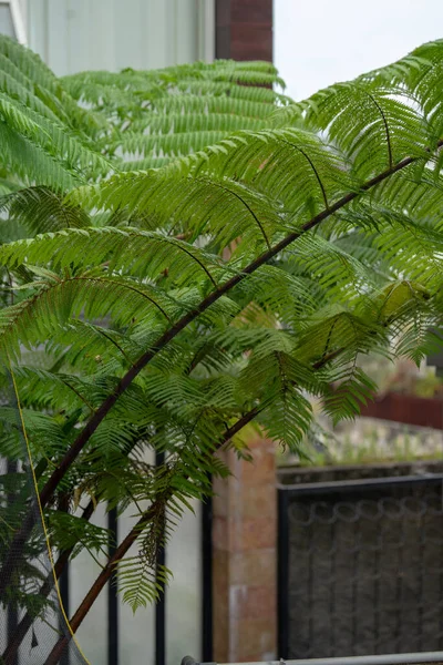 Cibotium Menziesii Der Hpuu Oder Hawaiianische Baumfarn Ist Eine Baumfarnarte — Stockfoto