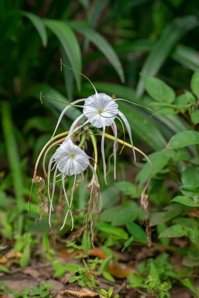 Hymenocallis koronaria, (İngilizce: Hymenocallis coronaria, İngilizce: Hymenocallis Nilüfer, sığ zambak veya örümcek zambağı olarak da bilinir), Hymenocallis familyasından bir bitki türü. Güneydoğu 'ya özgü.