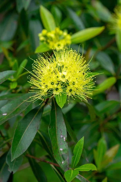 stock image Xanthostemon is a genus of trees and shrubs, constituting part of the myrtle plant family Myrtaceae. This genus was first described in 1857 by GermanAustralian botanist Ferdinand von Mueller.