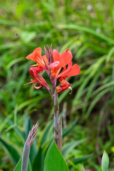 Canna glauca is a species of the Canna genus, a member of the family Cannaceae. It is commonly known as water canna or Louisiana canna. It is native to the wetlands of tropical America and was introdu