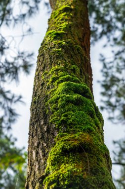 Ağaçta yosun ve yosun