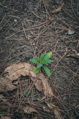 Yerdeki kuru yapraklar