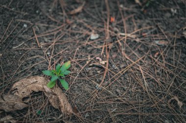 Genç yeşil bitki, baharın erken saatlerinde ormanın zemininde yetişir.