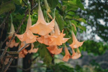 Bahçedeki beyaz çiçek, kapat