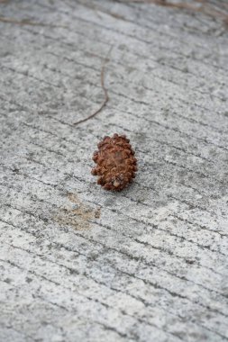 Tahta yüzeyde kahverengi ve siyah bir çivinin dikey görüntüsü.