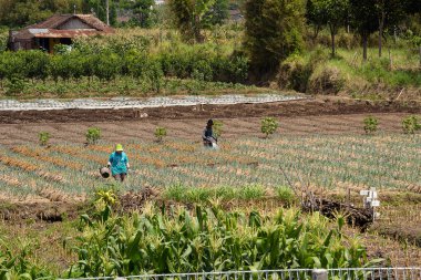 Genç kadın çiftçi mısır tarlasında çalışıyor.